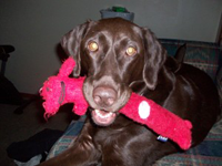 A Chocolate Labrador with a pink stuffed toy in his mouth