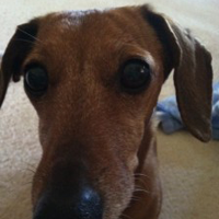 A close up of a small brown dachshund